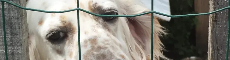 Verein zur Förderung des Tierschutzverein Felix Krk e.V. Header