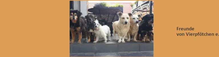 Freunde von Vierpfötchen e. V. Header