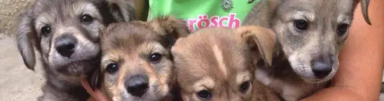 Gebrochene Hundeseelen e.V. Header