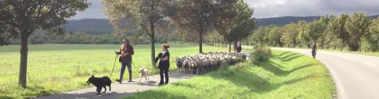 Merino-Herdbuchzucht Heimburg 1861-Landschaftspflege Harz e. V. Header