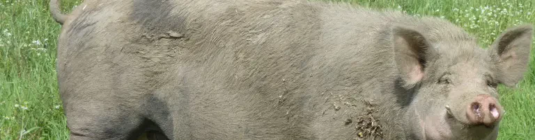 Schutzengel für Tiere e.V. Header