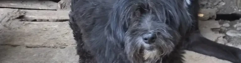 Helping Paws Header