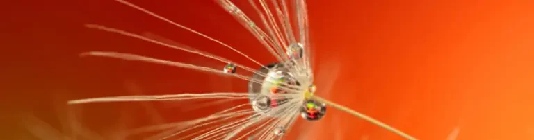 DACH Gewaltfreie Kommunikation e.V. Header
