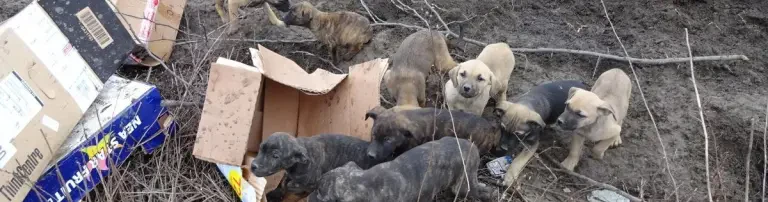 Help for strays e.V. Header