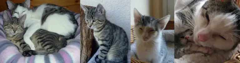 Katzenfreunde Datteln Header