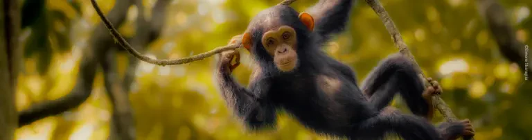 Pro Wildlife e.V. Header
