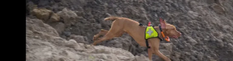 RHS S.A.R.-DOGS WESERMUENDE e.V Header