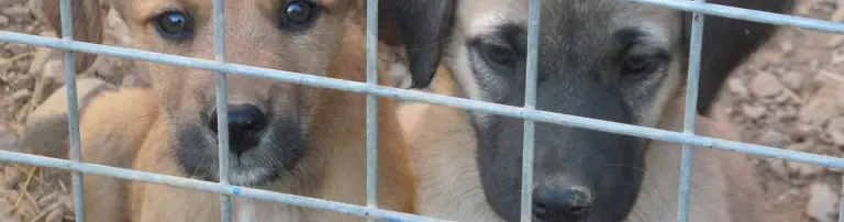 Tierhilfe Türkei e.V. Header