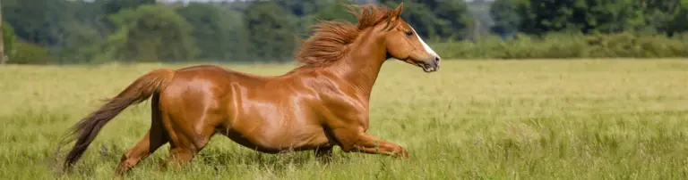 Pferdehilfe pro equine e.V. Header