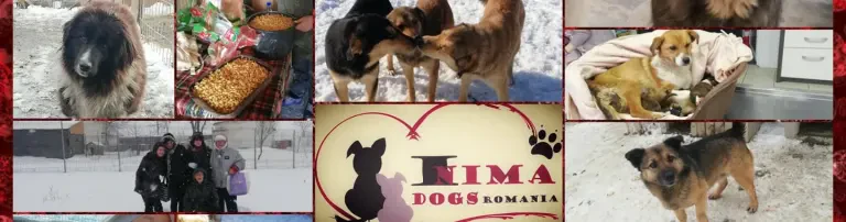 3 Ziele & 3 Orte Public Shelter Onesti und Doina´s Kids Header