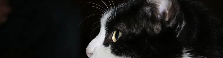 Katzen in Not e.V. Header