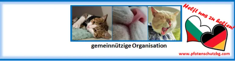 Katzenhilfe e.V.: Pfotenschutz Bulgarien Header