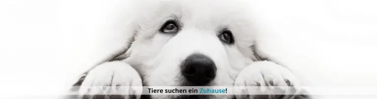 Look-Tierschutzverein Deutschland e.V. Header