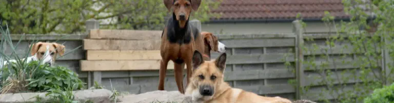 Tierstiftung Hundegnadenhof Diggersworld Header