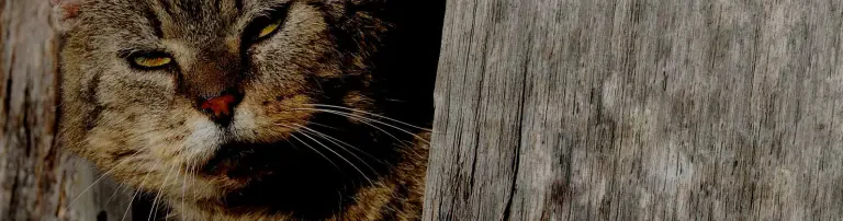 Feline Wolfsölden e.V. Header