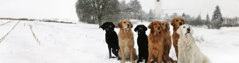 VITA e.V. Assistenzhunde Header