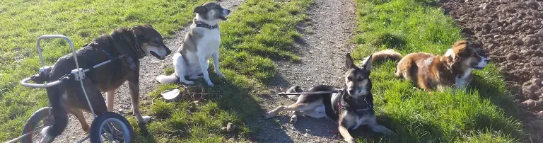 Tiere brauchen Freunde e.V. Header