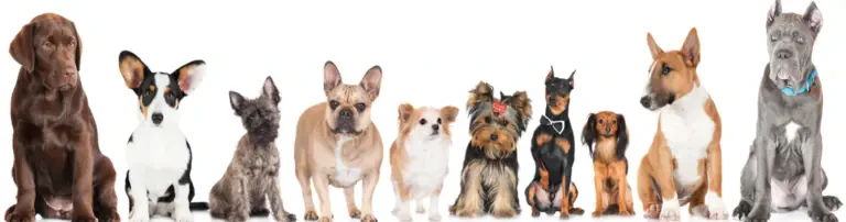 Hundehilfe-NRW e.V. Header