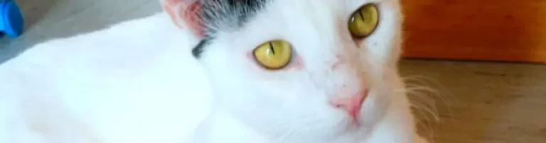 Aktionsgemeinschaft für Tiere e.V. Header