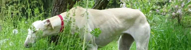 Galgos in Not e.V. Header