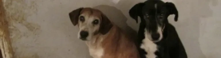 Traurige Hundeseelen e.V. Header