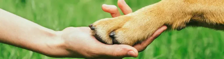 Paradies für Tiere e.V. Header