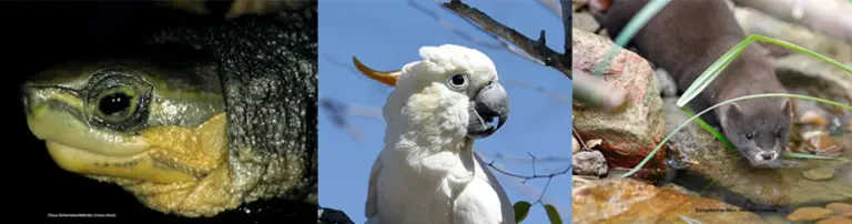 Zoolog. Gesellschaft für Arten- u. Populationsschutz e.V. Header