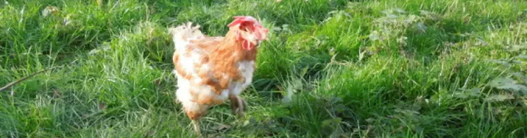 Rettet das Huhn e.V. Header