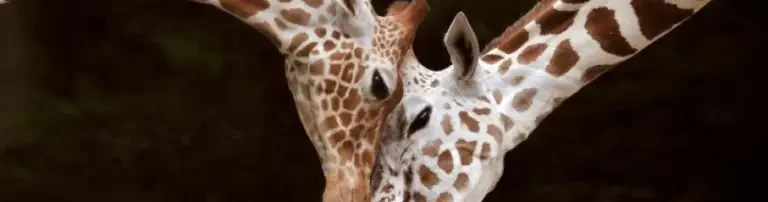 Freunde des Kölner Zoos e.V. Header