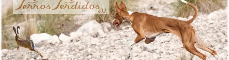 Perros Perdidos e.V. Header