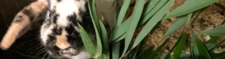 Tierschutzverein BunnyHilfe e.V. Header