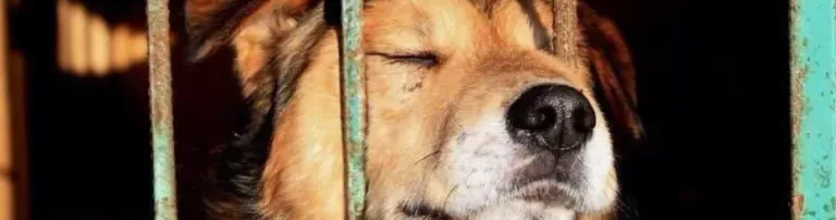 Tierschutzhunde Russland e.V. Header