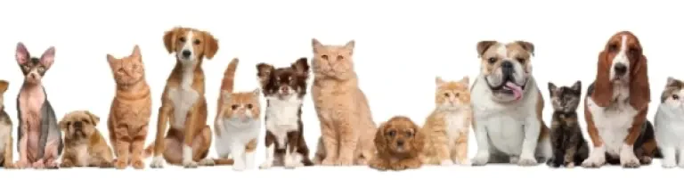 Tierfreunde Köln-Lindlar e.V. Header