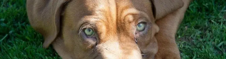Bordeauxdoggen in Not Streetdogs Europe Header