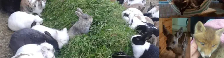Moppel Hoppel - Tiere in Not e.V. Header