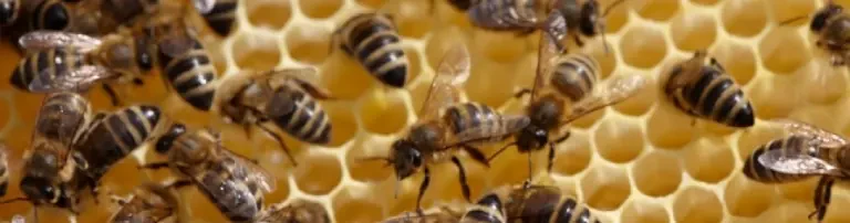 Bienenverein Flehingen e.V. Header