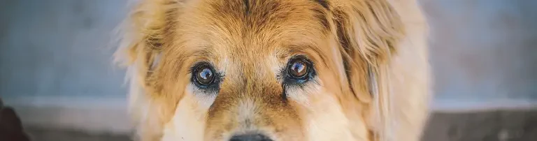 Tierschutzhof Höver e.V. - Lebenshof für Herdenschutzhunde Header