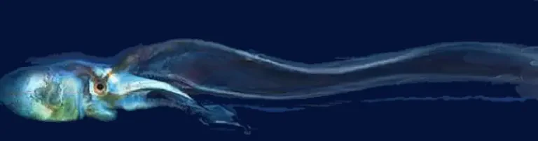 DEEPWAVE e.V. Header