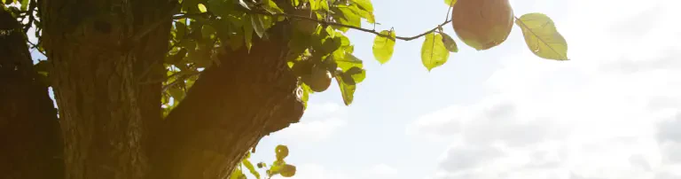 Das Geld hängt an den Bäumen Header