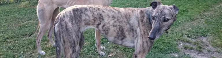 ProGreyhound e.V. Header