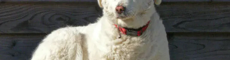 Mecklenburger FundHund e.V. Header