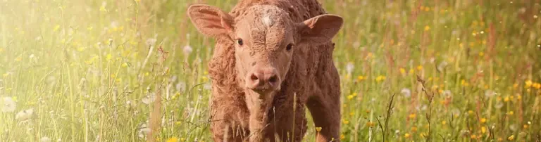 MENSCHEN FÜR TIERRECHTE-Tierversuchsgegner Baden-Württemberg e.V. Header