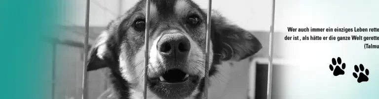 Homeless Paws Endeavour Header