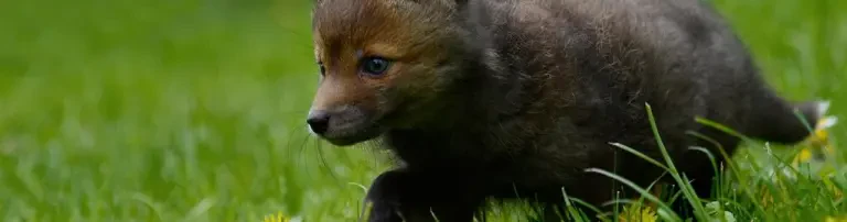 Wildtierstation Hünfelden Header
