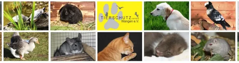 Tierschutzverein Wangen im Allgäu e. V. Header