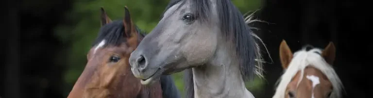 Tierhilfe Epona e.V Header