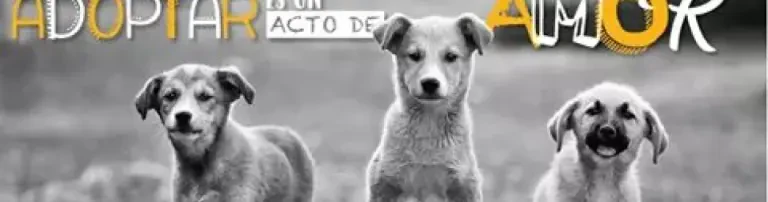 Panys Adopt Header