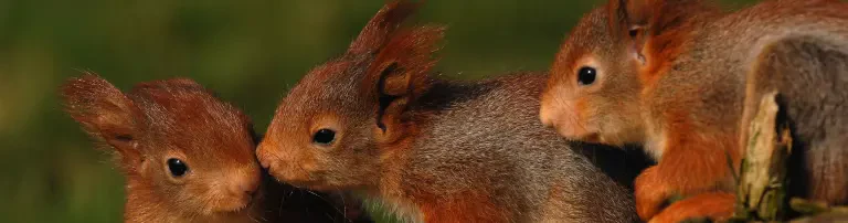 Wildtierhilfe Lüneburger Heide e.V. Header