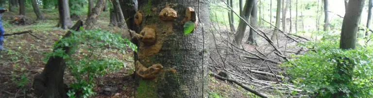 NatURsinn e.V. bewegende NatURerlebnisse für Gross und Klein Header