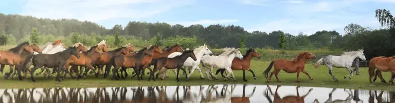 Pro Animale für Tiere in Not e.V. Header